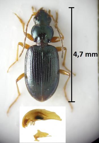Bembidion italicum